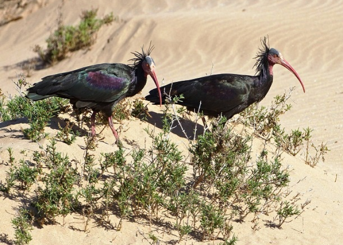 Your door towards Birdwatching Adventures in Morocco 