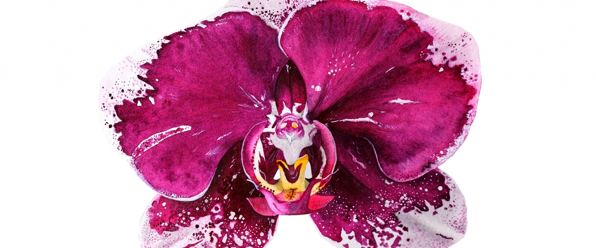 Botanical watercolor with Nicoletalle 