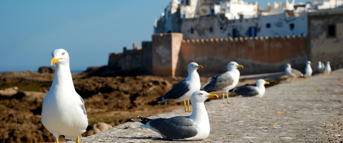 Watercolor Plein Air Workshop in Essaouira With Michael Solovyev