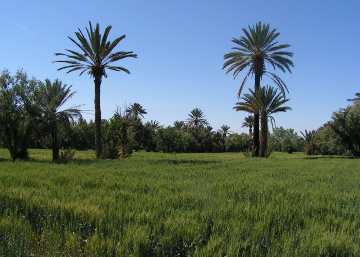 06 days / 05 nights - From Marrakech